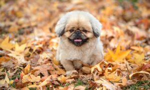 毛穴の黒ずみ解消に効果的なケミカルピーリングとは？