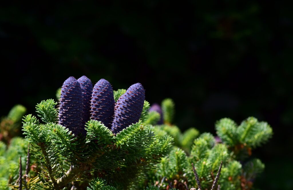 あごの毛穴黒ずみを改善する市販ピーリングの比較は？