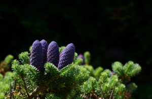 あごの毛穴黒ずみを改善する市販ピーリングの比較は？