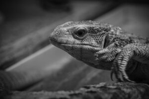 角栓と黒ずみに効果的な洗顔料の比較は？