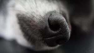 毛穴の黒ずみには拭き取り化粧水の効果は本当にあるの？