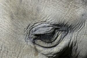 毛穴の黒ずみ解消に効果的な酵素パウダーの比較はどれがベスト？